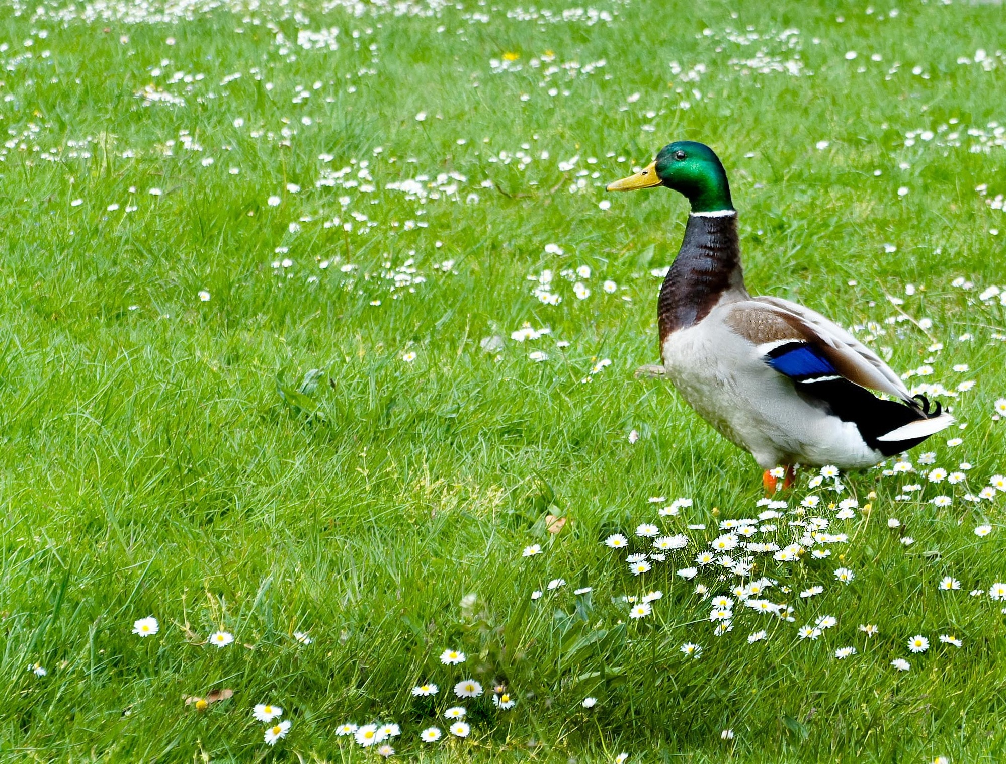 1920x1200 Wallpaper Mallard Duck Peakpx