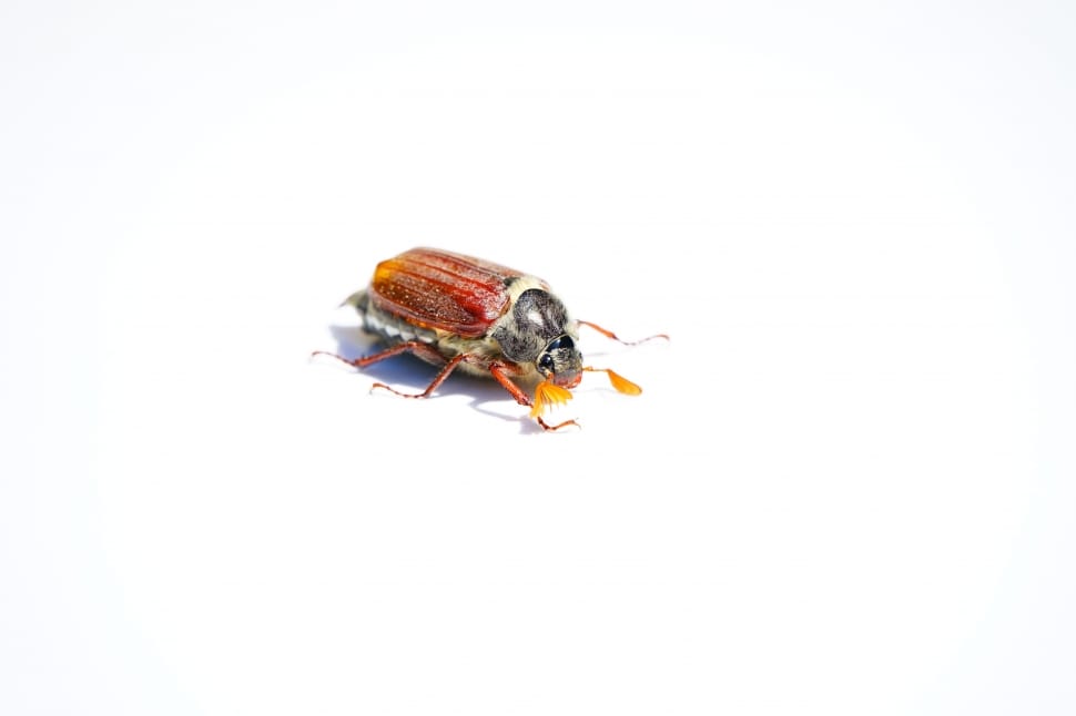 brown june beetle preview