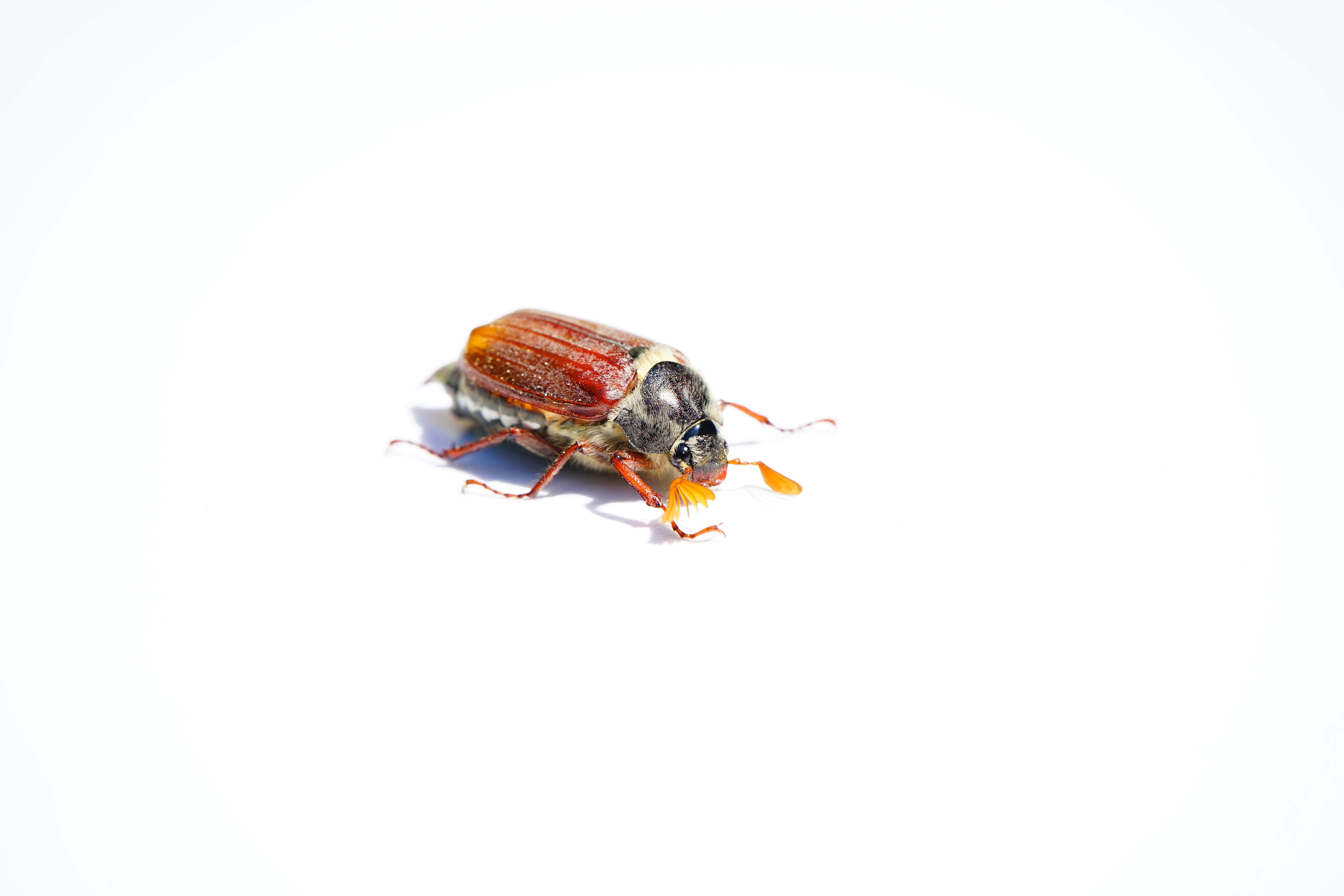 brown june beetle