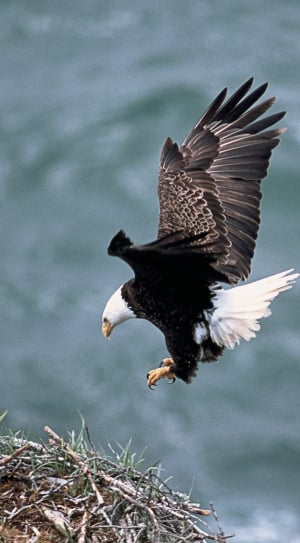Bald Eagle flying thumbnail