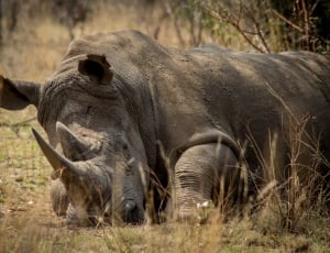 Africa, Endangered, Rhino, Game, animals in the wild, animal wildlife thumbnail