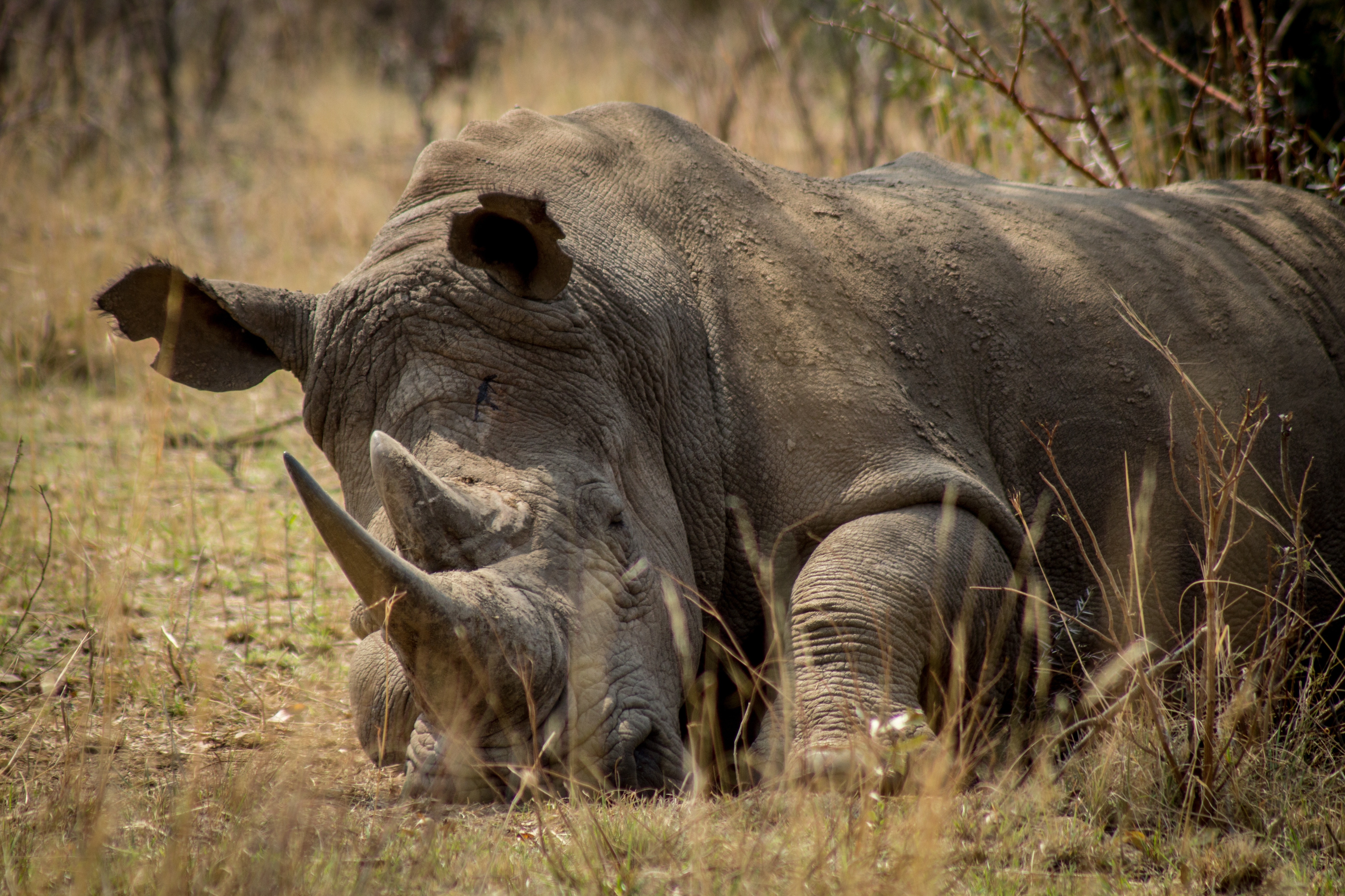 Africa, Endangered, Rhino, Game, animals in the wild, animal wildlife