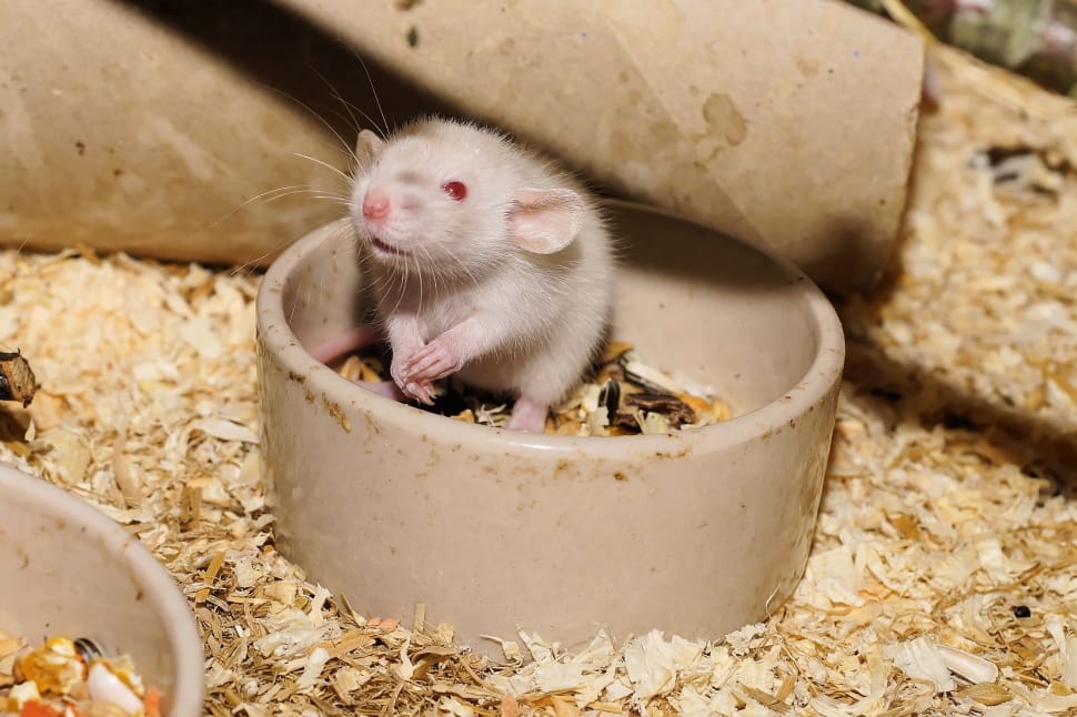 white and gray albino mouse preview