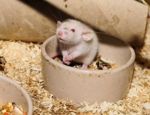 white and gray albino mouse thumbnail