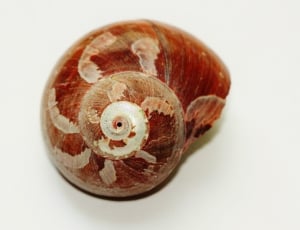 brown and white conch thumbnail