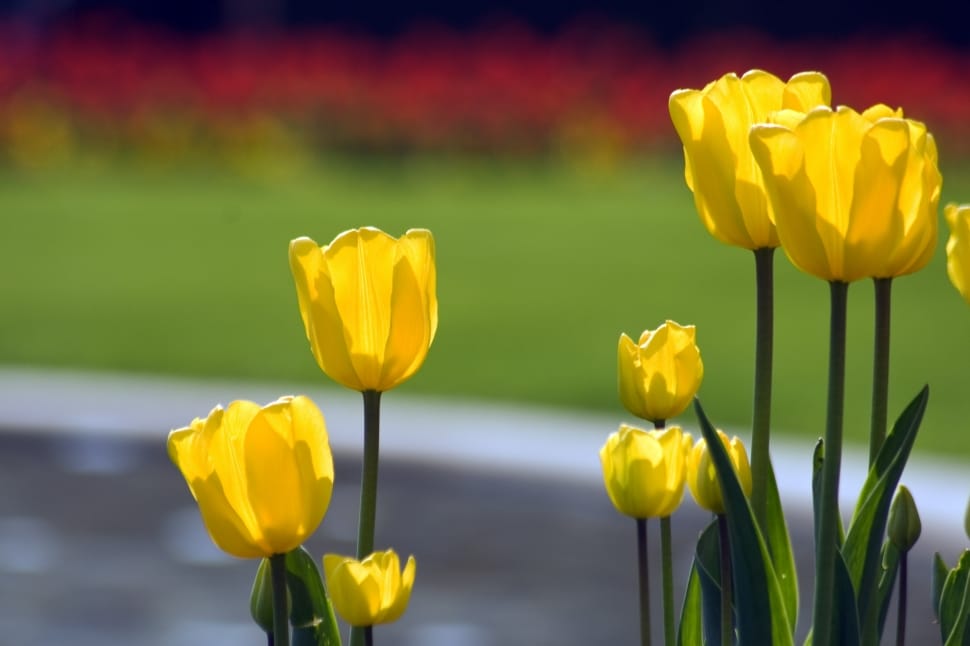 yellow tulips preview