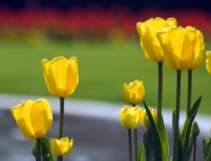 yellow tulips thumbnail