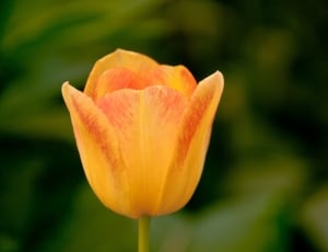 close up shot of yellow tulip thumbnail
