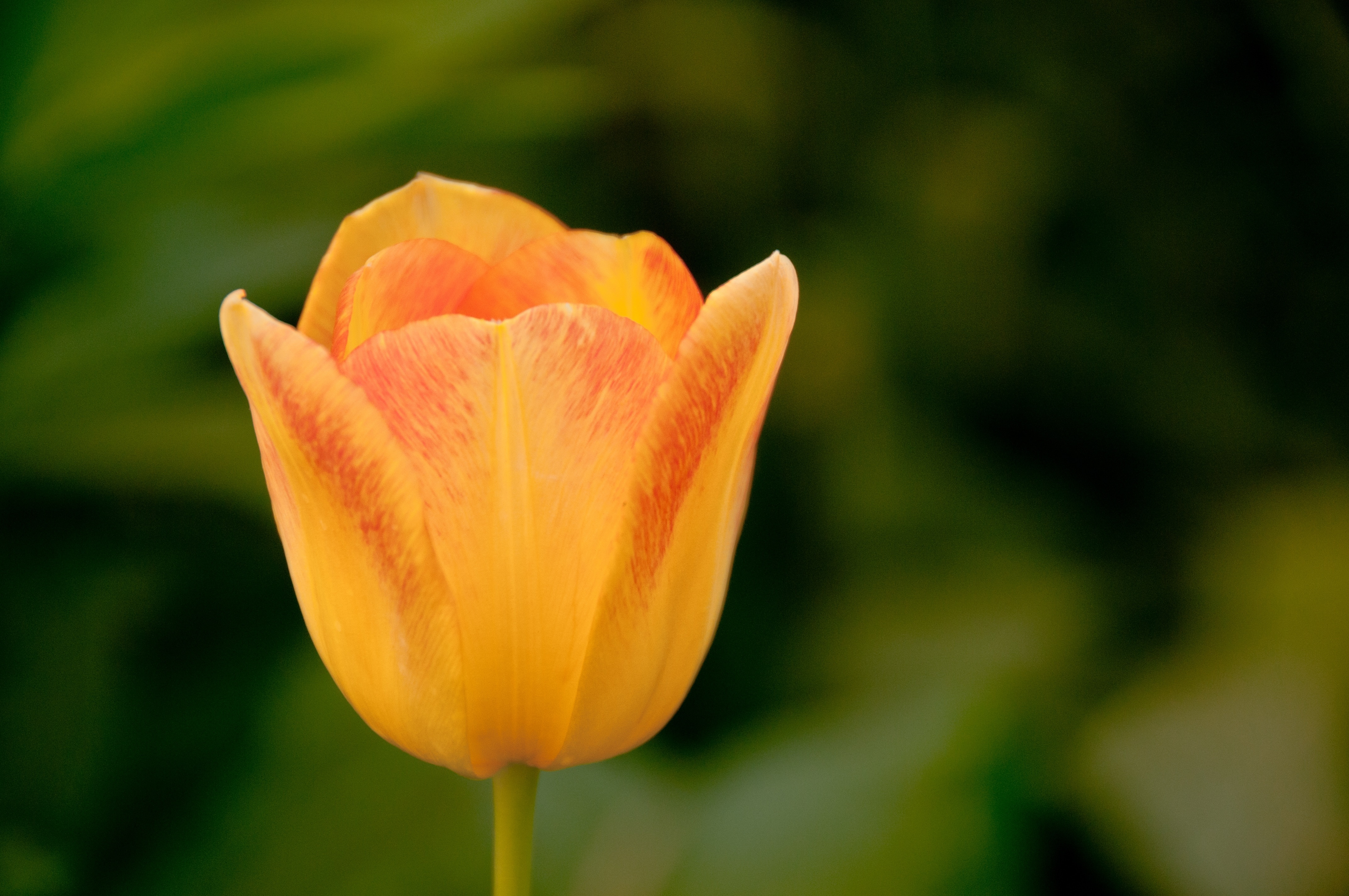 close up shot of yellow tulip