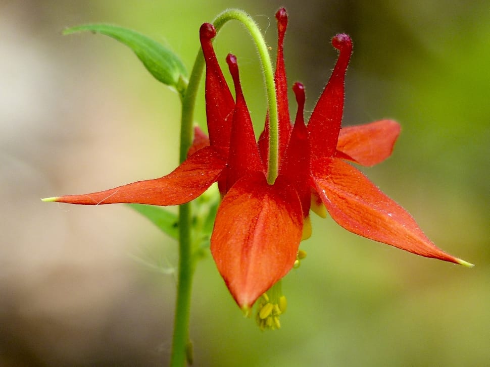 orange columbine in bloom during daytime preview