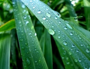 green linear leaves with dew drops in closeup photography thumbnail