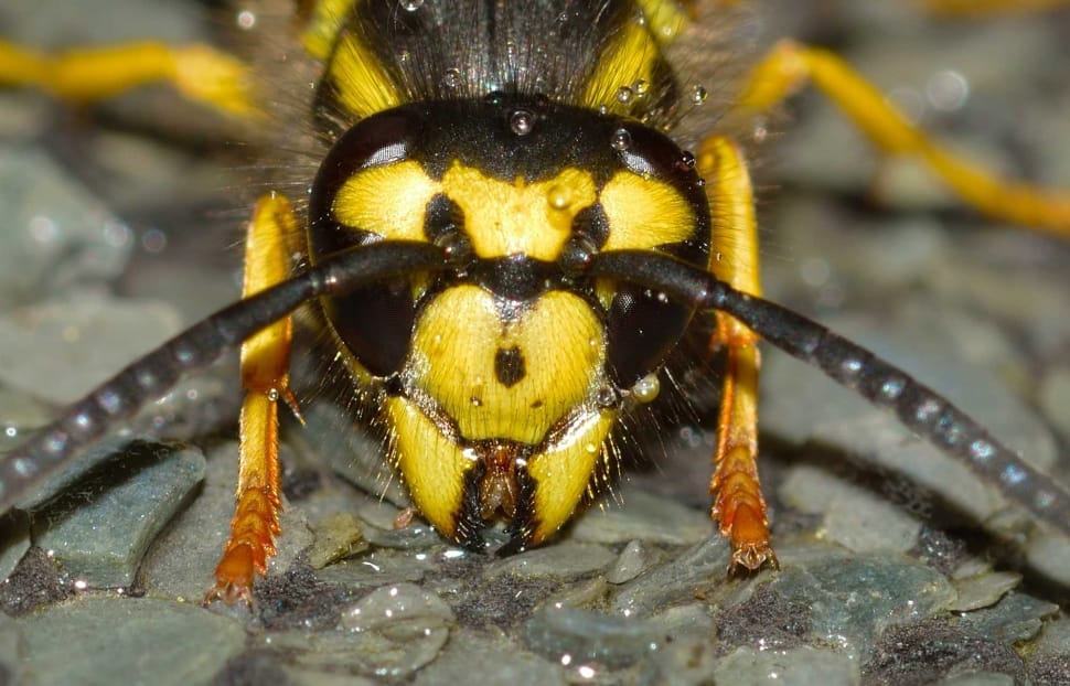 yellow and black two antenna insect preview