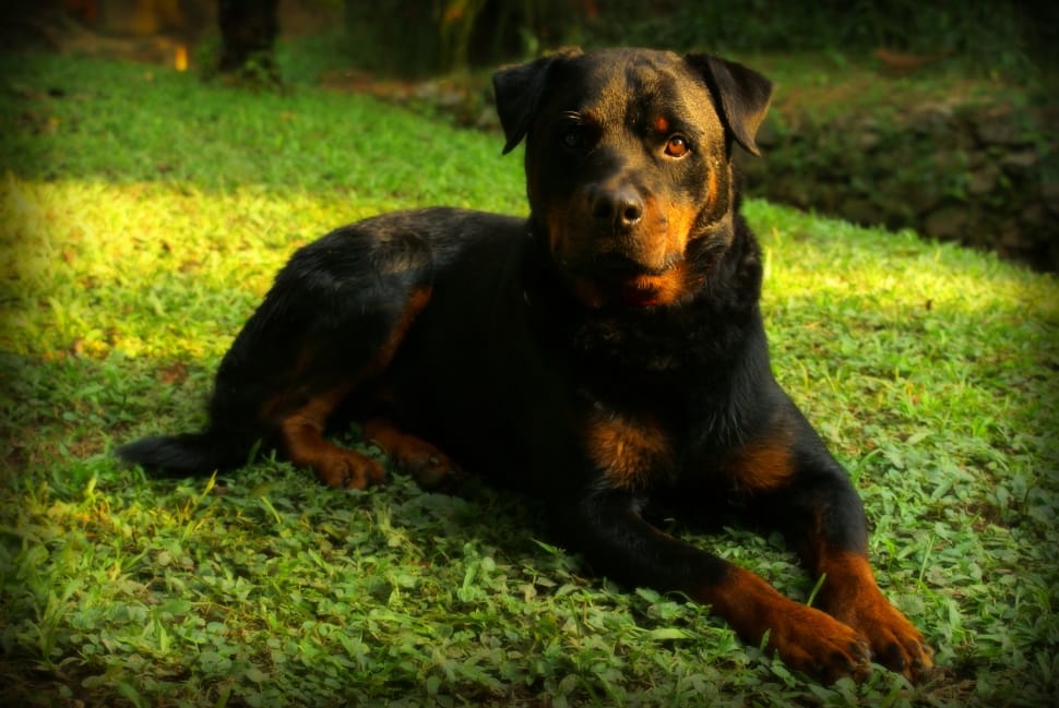 black and tan rottweiler preview