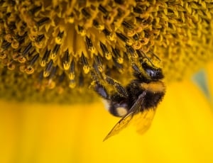bee perching on yellow flower thumbnail