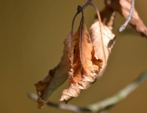 brown dead leaves thumbnail