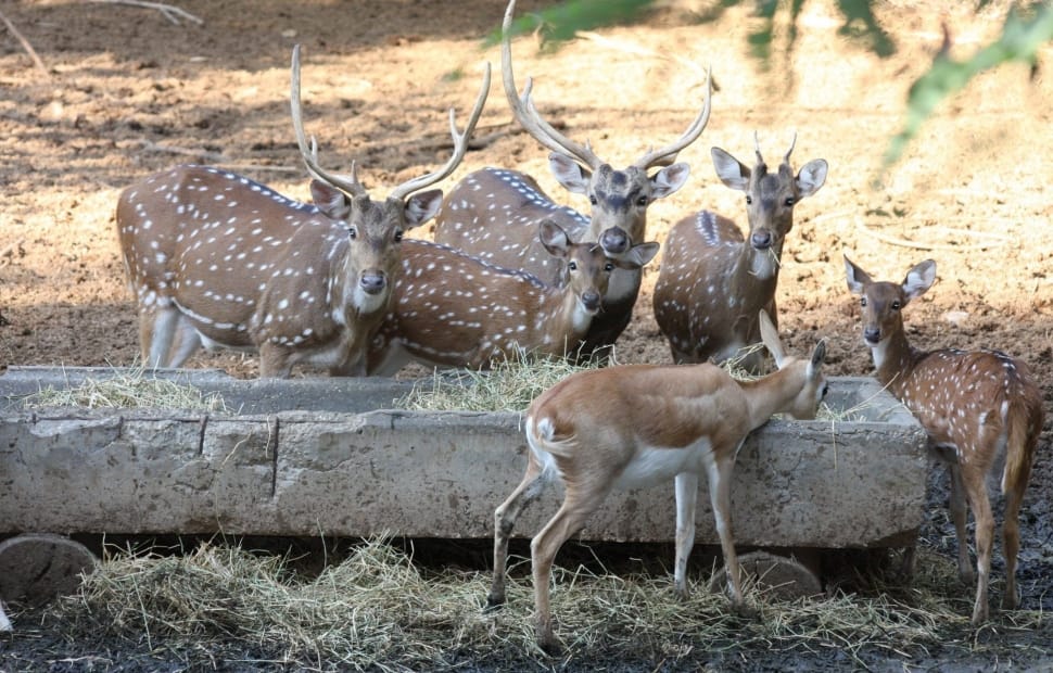 brown and white buck lot preview