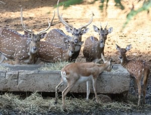 brown and white buck lot thumbnail