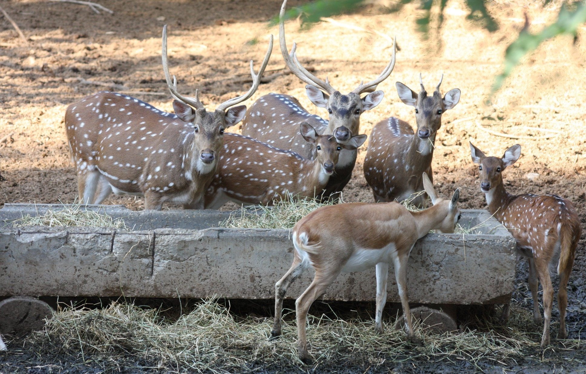 brown and white buck lot