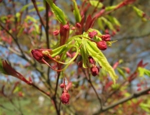 Japanese Maple, Acer Palmatum, growth, nature thumbnail