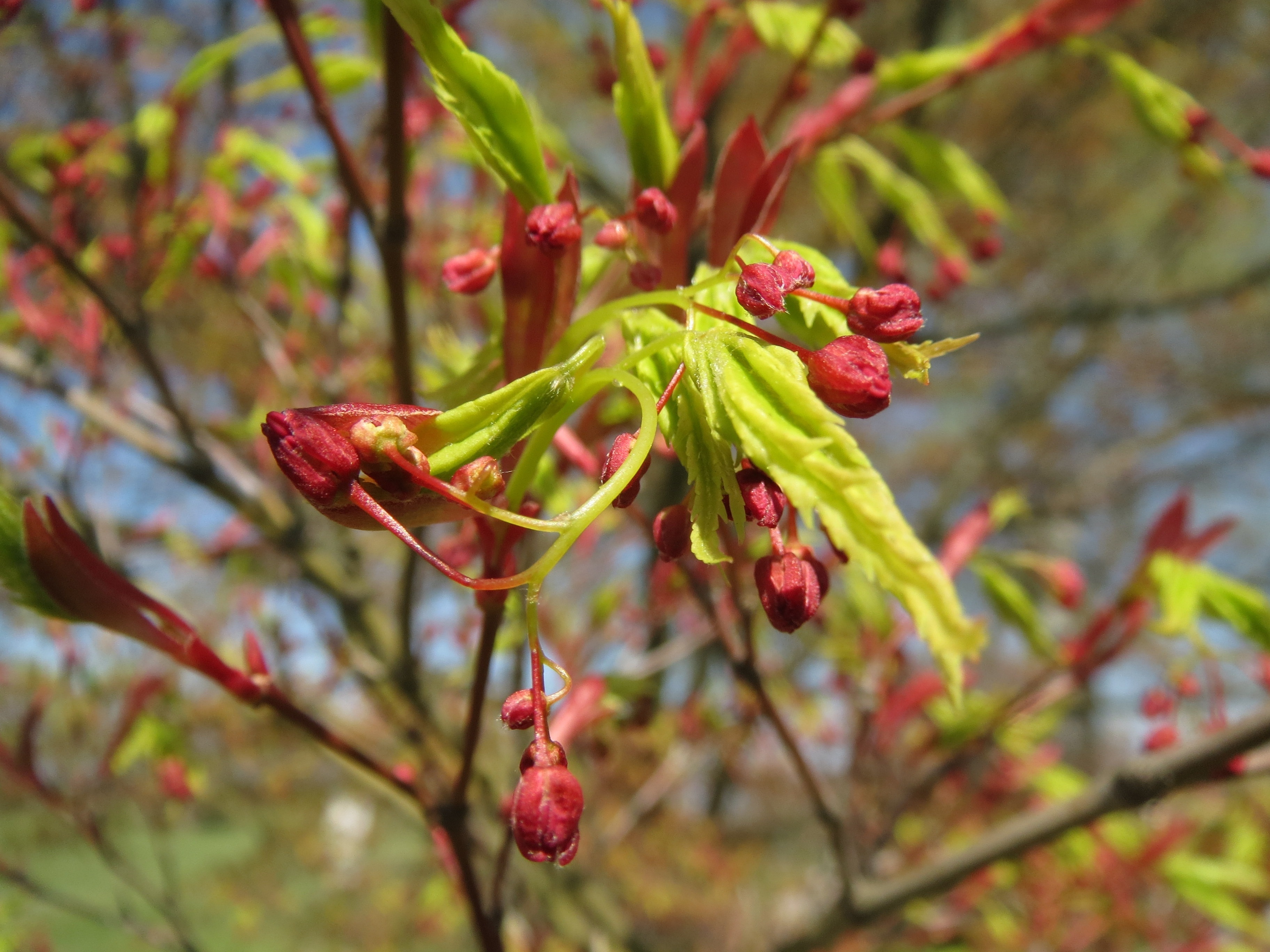 Japanese Maple, Acer Palmatum, growth, nature