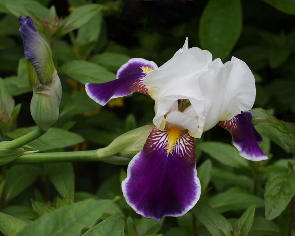 Gardening Card, Purple, Flower, Iris, flower, petal preview