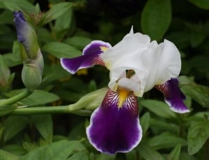 Gardening Card, Purple, Flower, Iris, flower, petal thumbnail