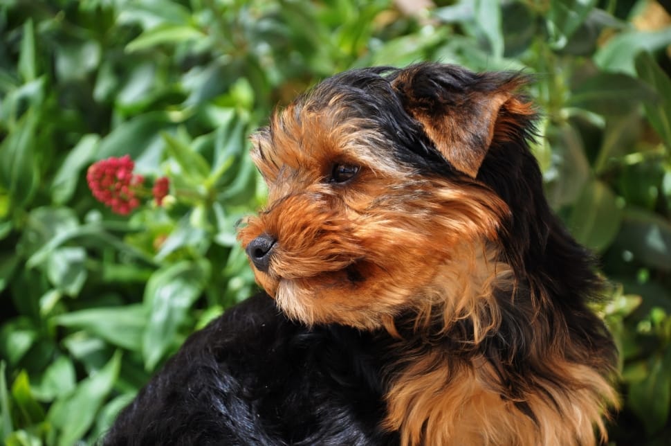 black and tan yorkshire terrier puppy preview
