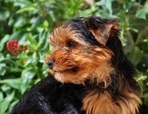 black and tan yorkshire terrier puppy thumbnail