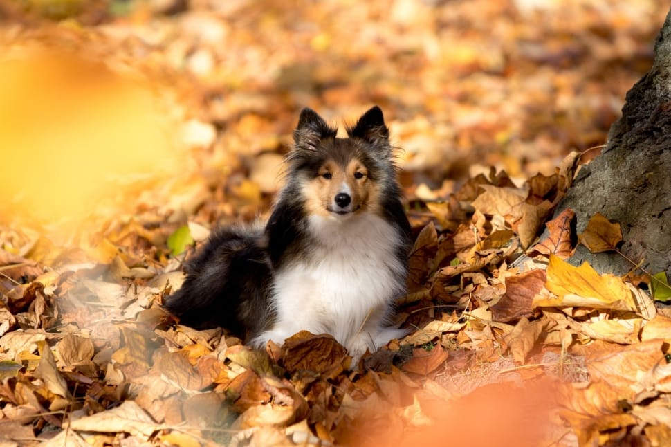 Leaves, Sheltie, Autumn, Lying, Dog, animal, animal wildlife preview
