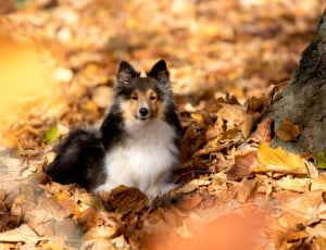 Leaves, Sheltie, Autumn, Lying, Dog, animal, animal wildlife thumbnail