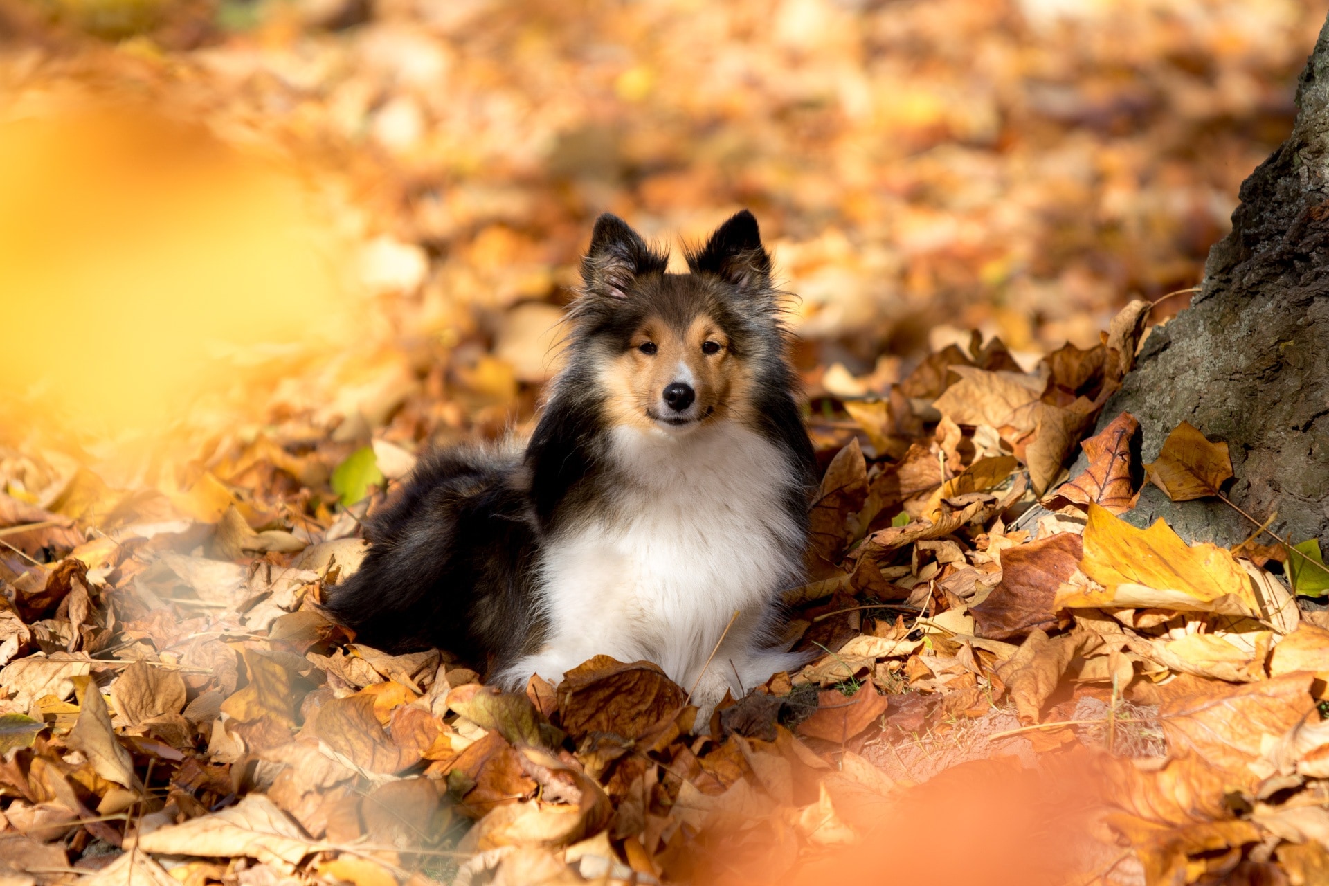 Leaves, Sheltie, Autumn, Lying, Dog, animal, animal wildlife