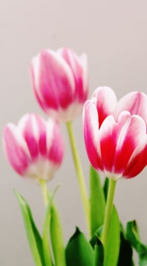 pink and white flower buds thumbnail