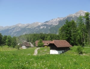 green grass; white-and-brown house thumbnail