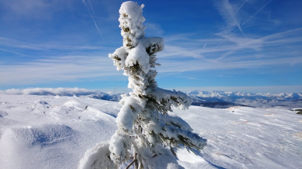 green tree filled with snow in the mountain preview