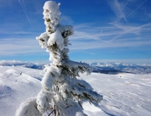 green tree filled with snow in the mountain thumbnail