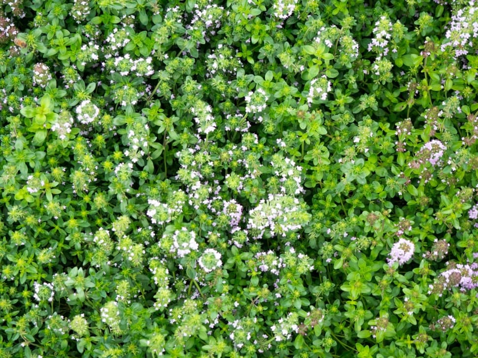 white and green  flowers preview