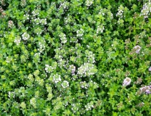 white and green  flowers thumbnail