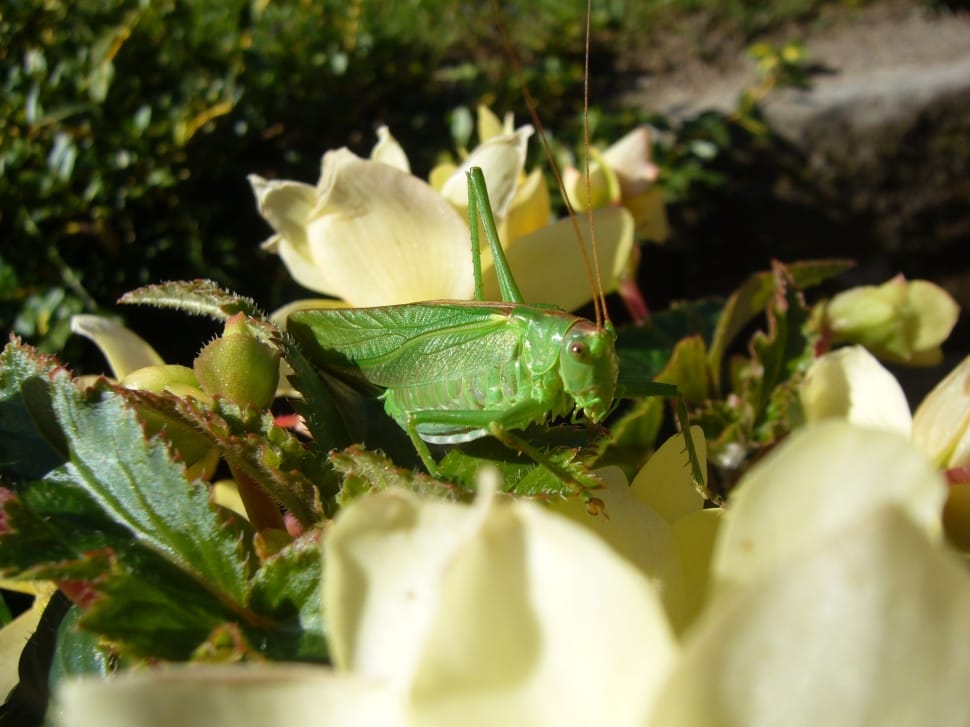 green grasshopper on white petal flower preview