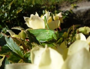 green grasshopper on white petal flower thumbnail