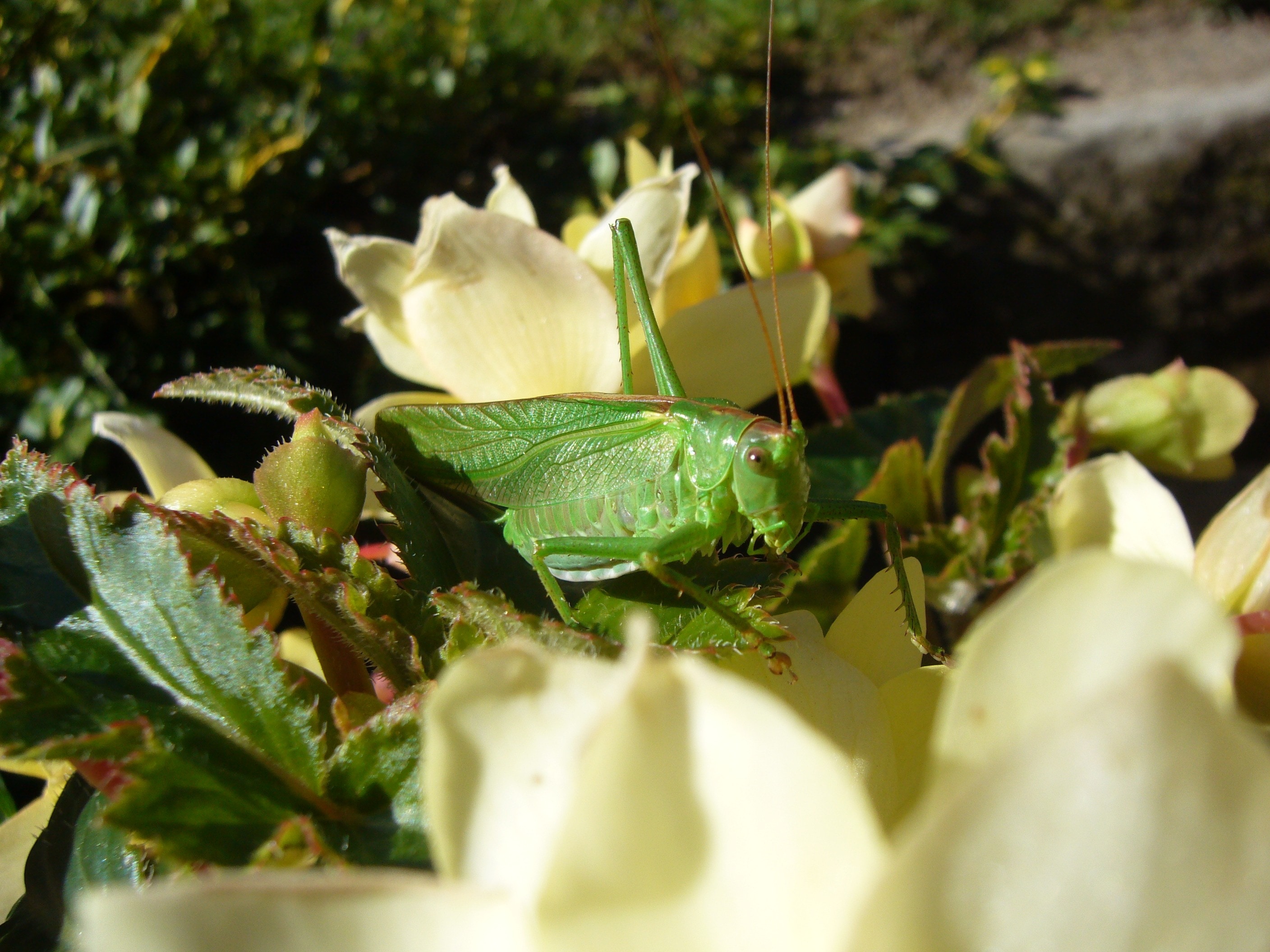green grasshopper on white petal flower