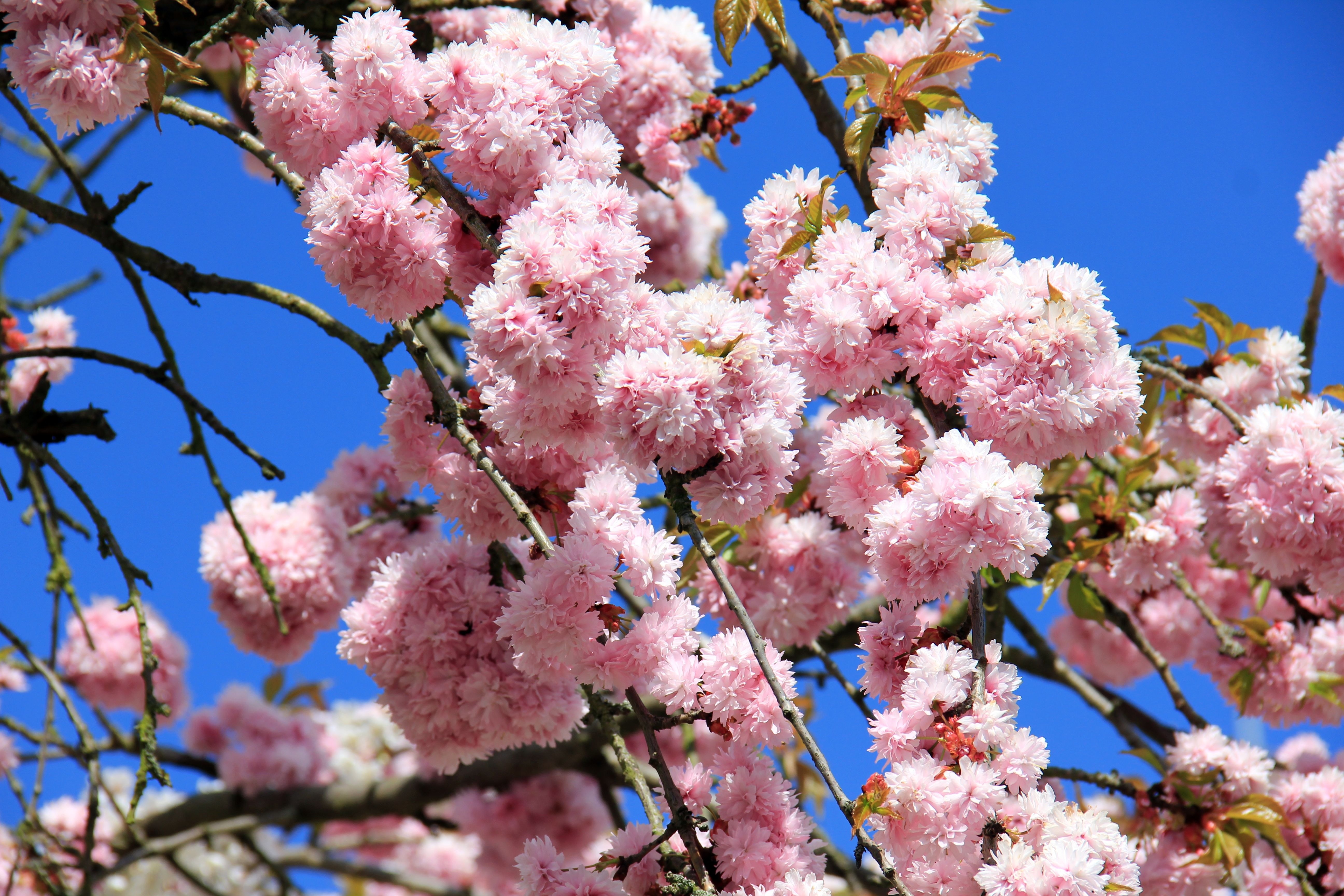 Что цветет розовым цветом деревья. Pink черри блоссом дерево деревья. Прунус блоссом розовый. Китайский Цветущий Prunus. Дерево с розовыми цветочками.