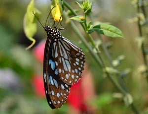 black and blue spotted butterfly thumbnail