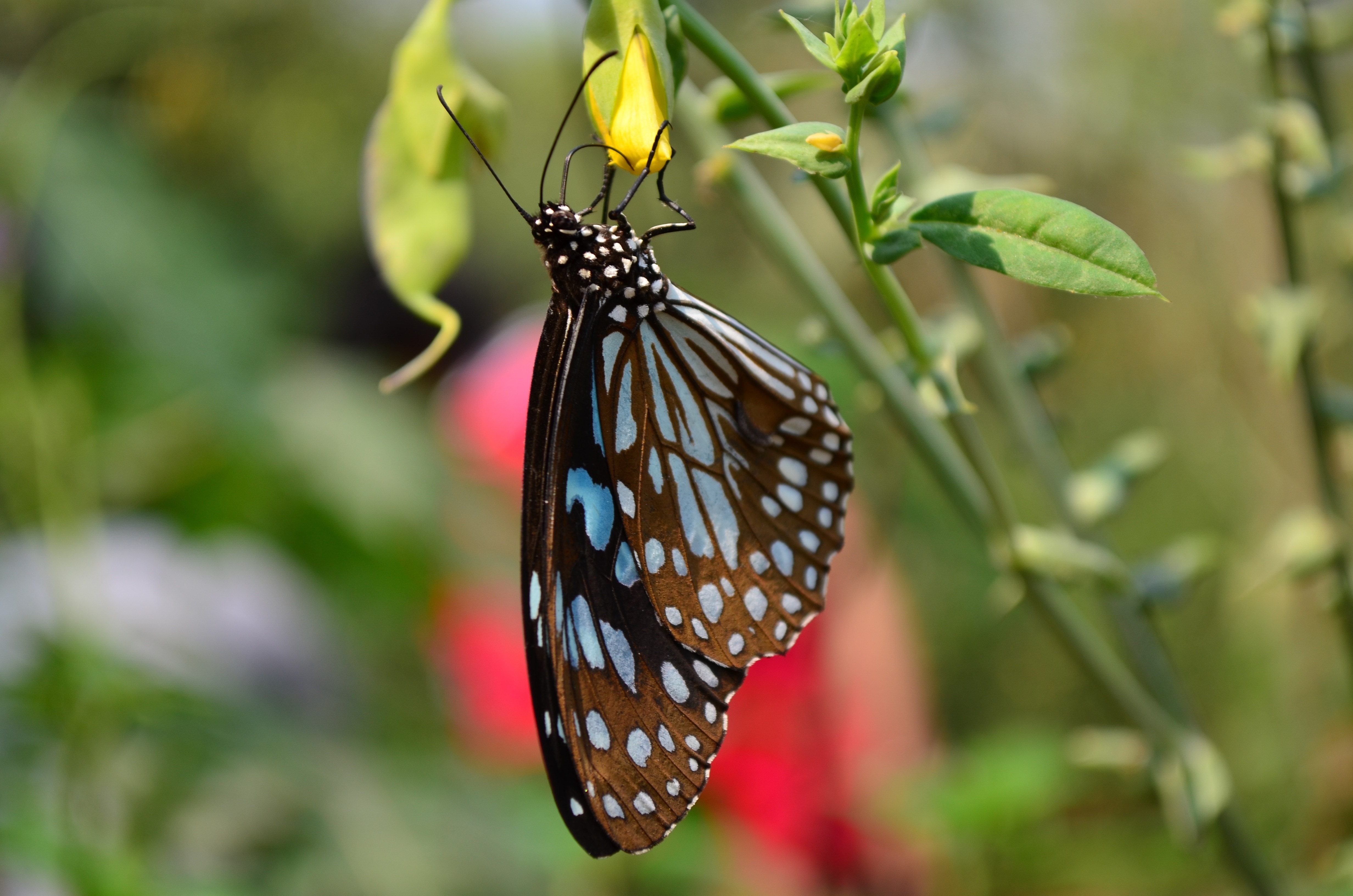 black and blue spotted butterfly