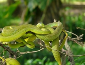 green snakes thumbnail