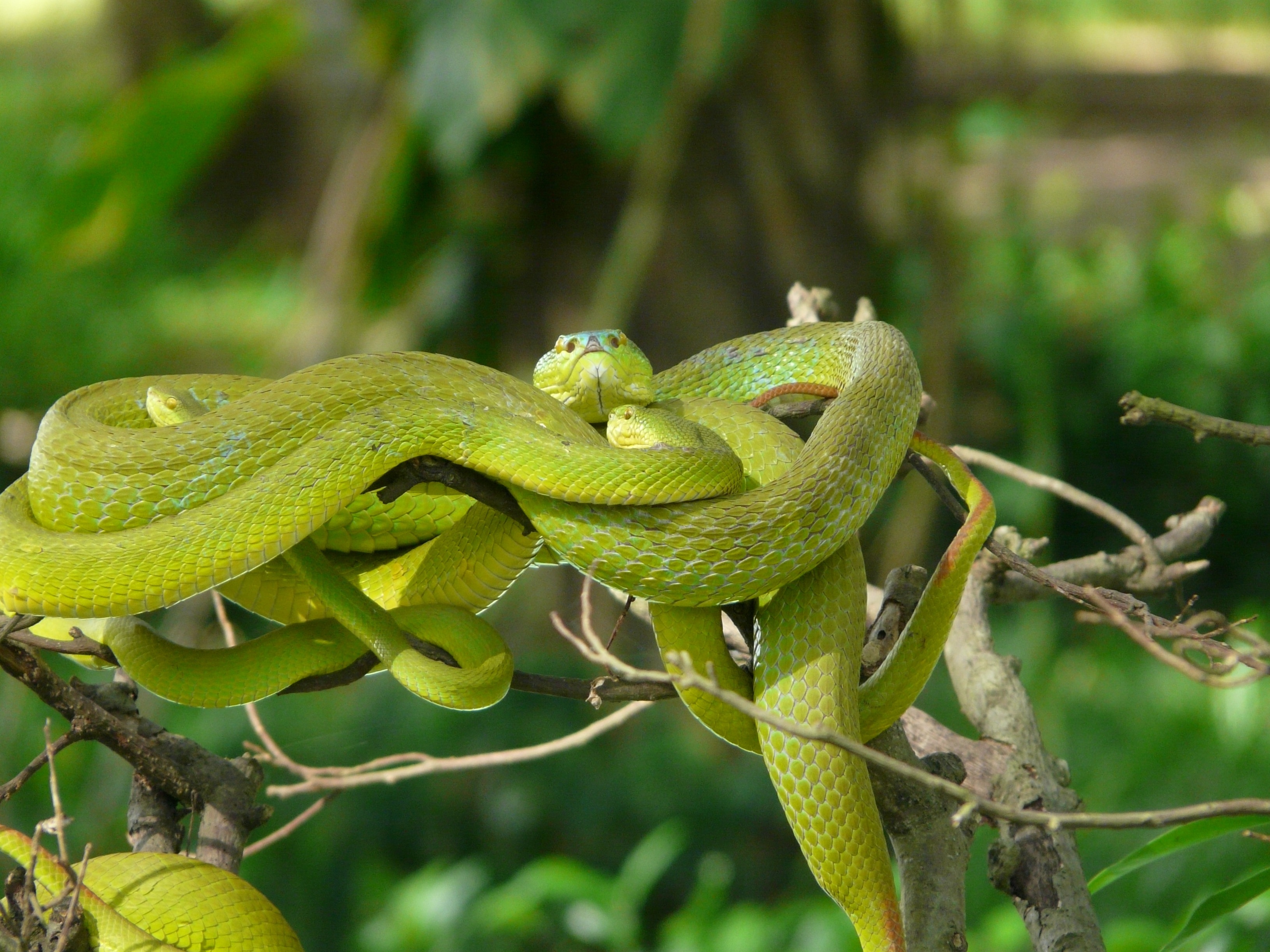 green snakes